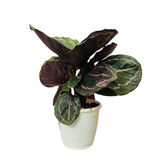 Calathea Renwine - Live Plant (Home & Garden)